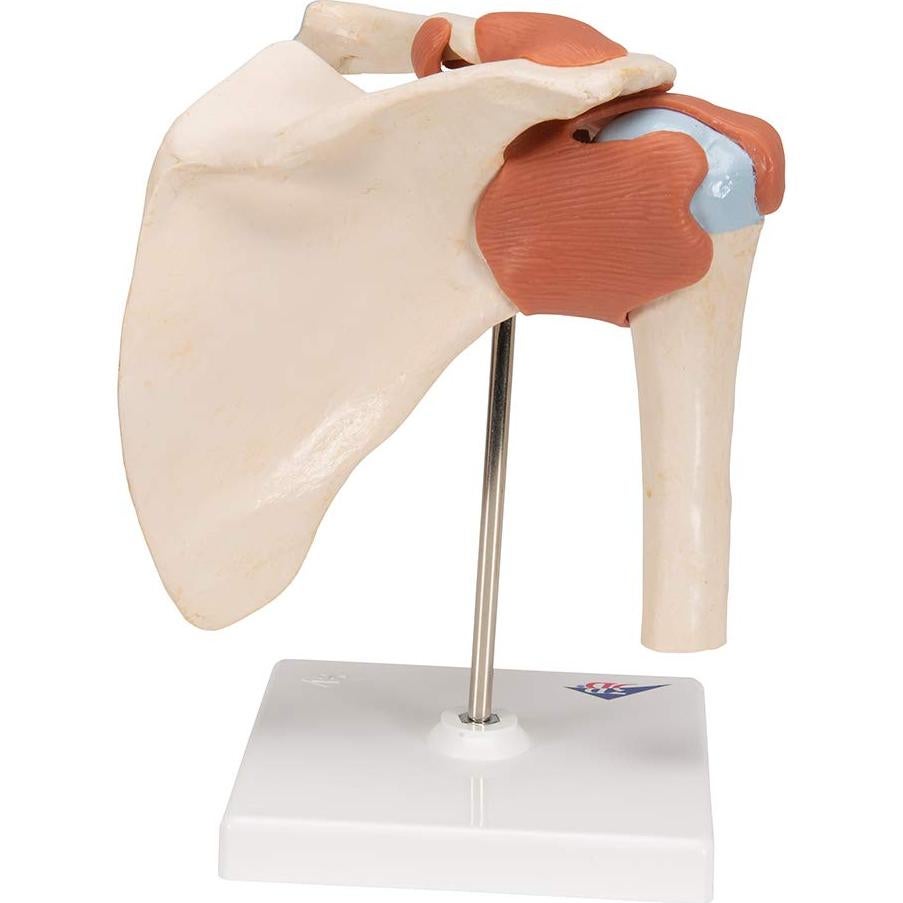 Modelo Funcional de Hombro Deluxe 3B Scientific A80/1 22.1 cm