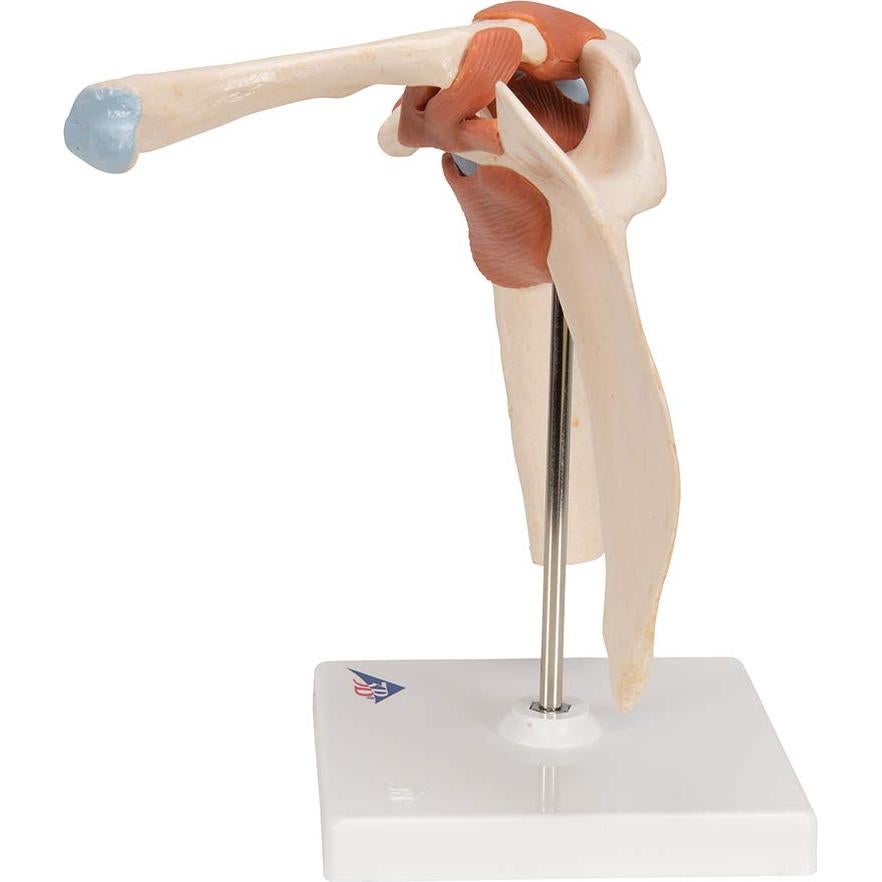 Modelo Funcional de Hombro Deluxe 3B Scientific A80/1 22.1 cm