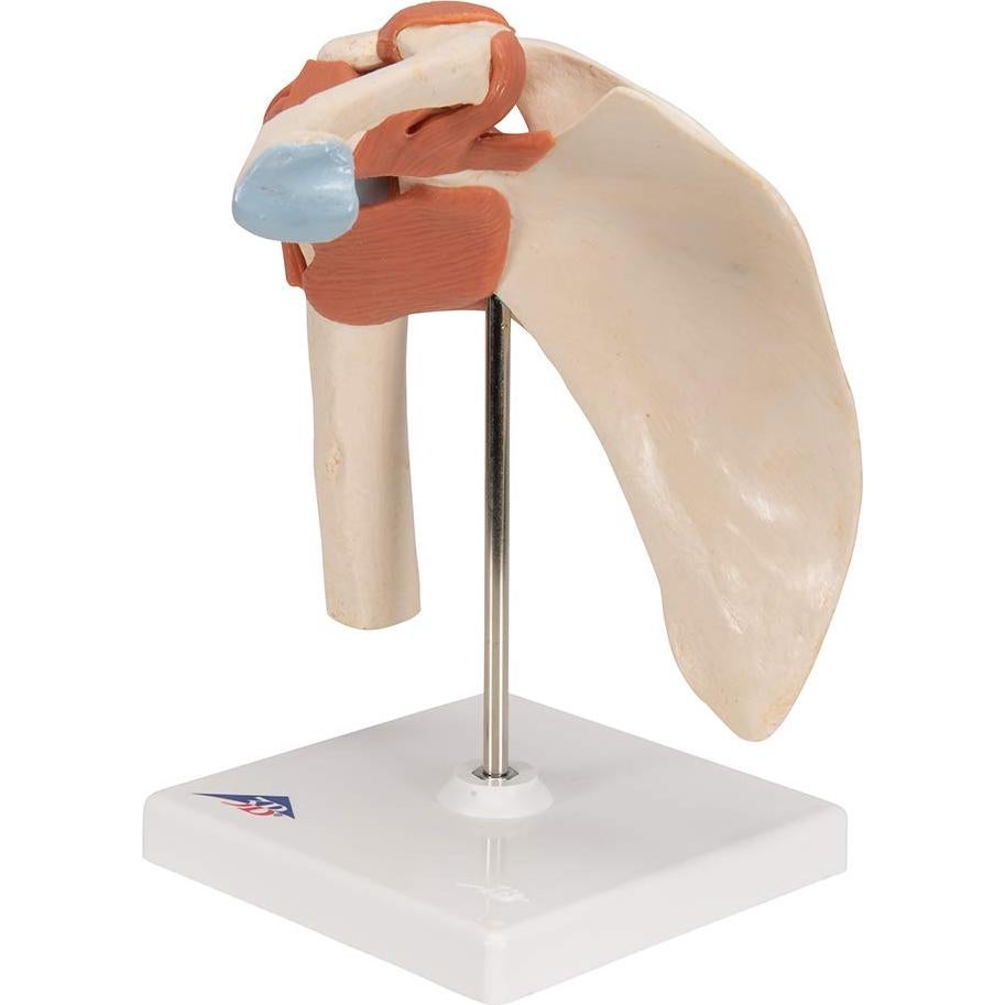 Modelo Funcional de Hombro Deluxe 3B Scientific A80/1 22.1 cm