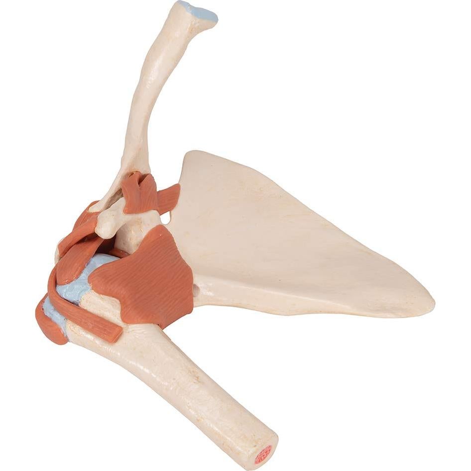 Modelo Funcional de Hombro Deluxe 3B Scientific A80/1 22.1 cm