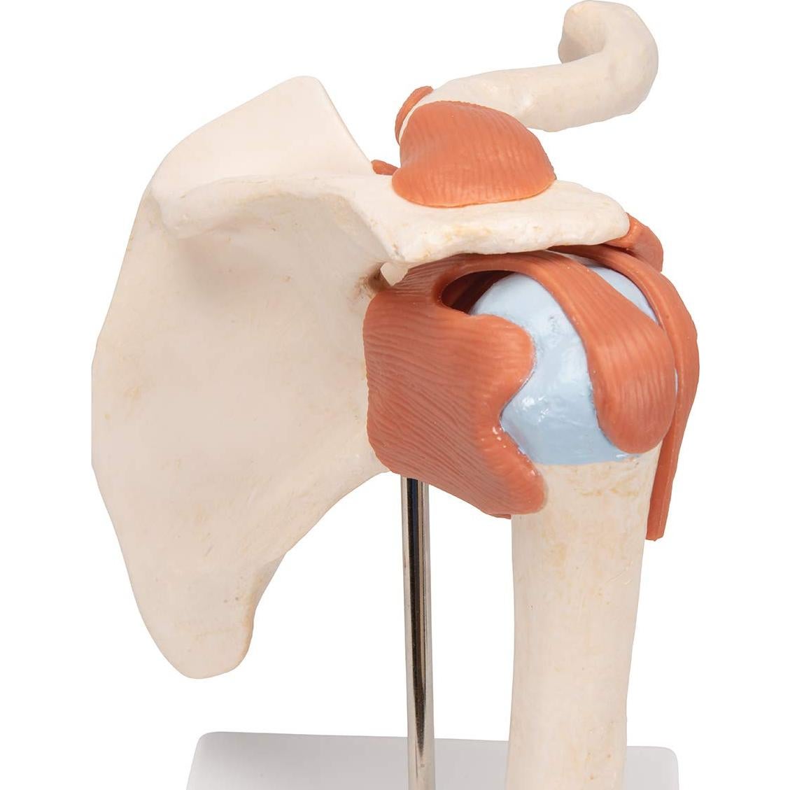 Modelo Funcional de Hombro Deluxe 3B Scientific A80/1 22.1 cm