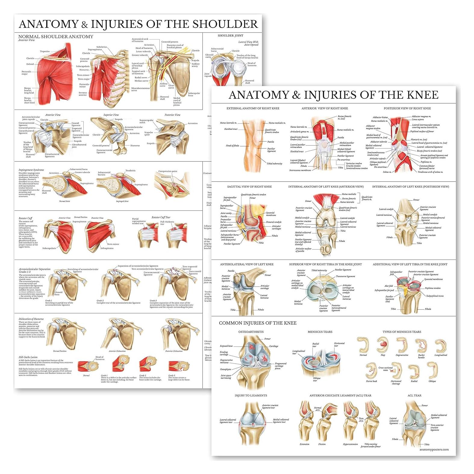Conjunto de Pósters de Anatomía Rodilla y Hombro Palace Learning