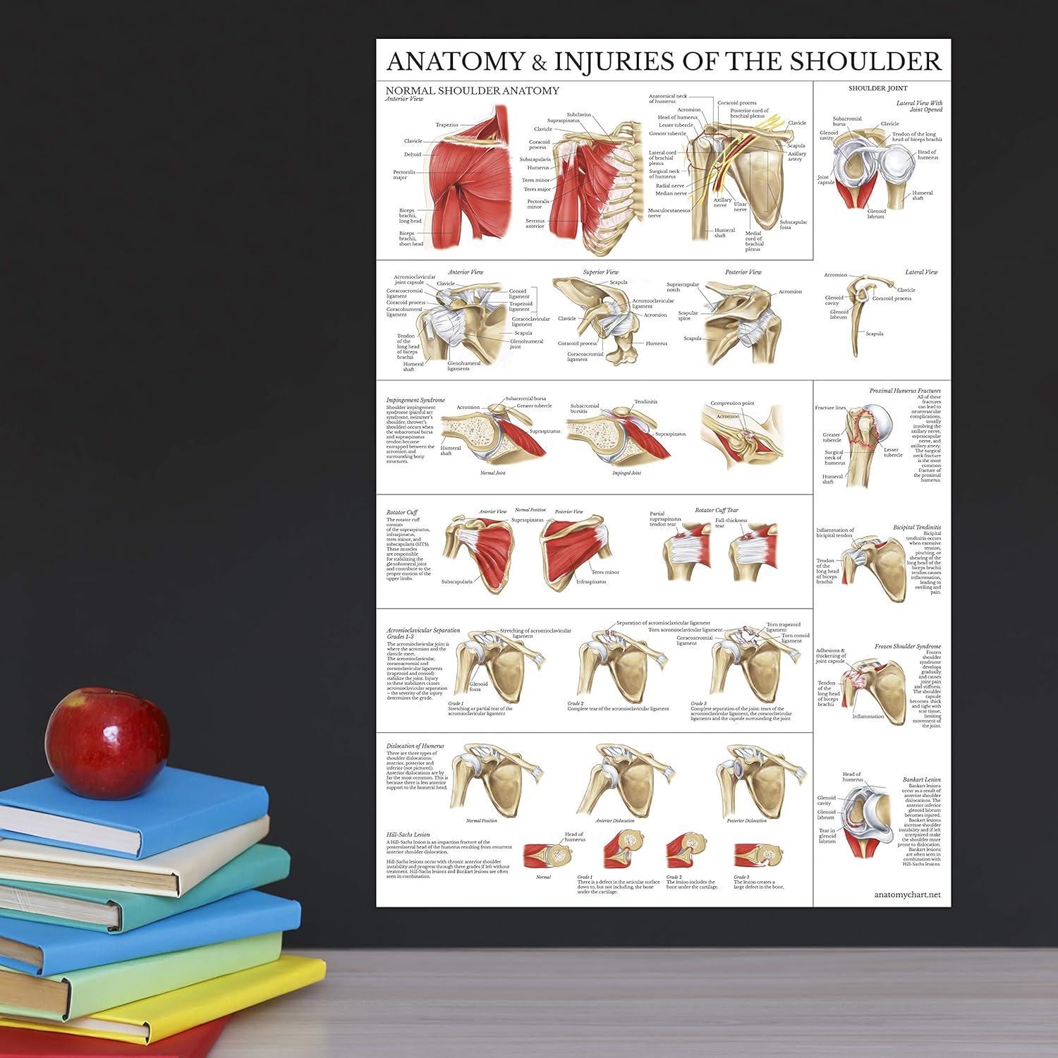 Conjunto de Pósters de Anatomía Rodilla y Hombro Palace Learning