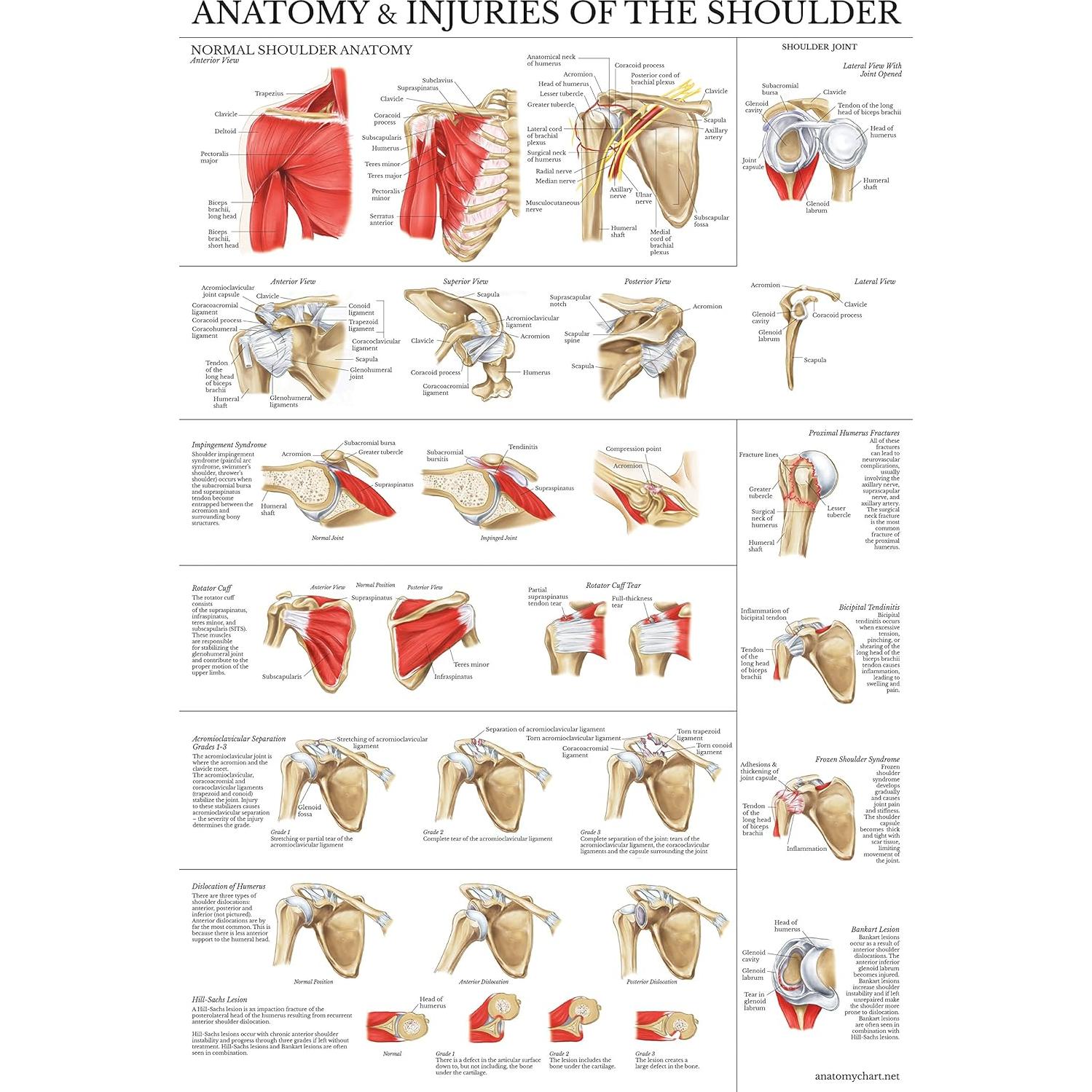 Conjunto de Pósters de Anatomía Rodilla y Hombro Palace Learning