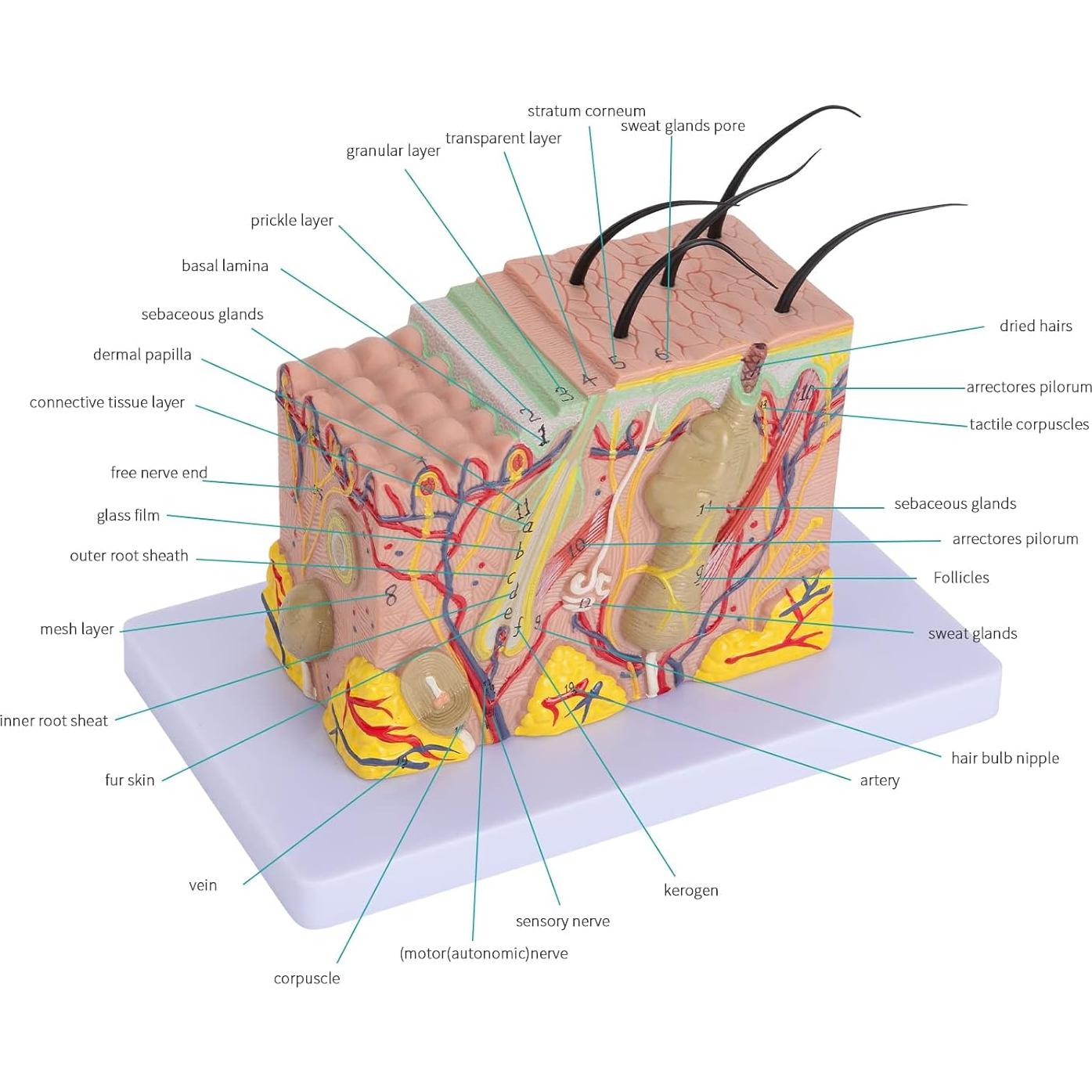 Modelo Anatómico de Piel LVCHEN 35X para Educación Médica