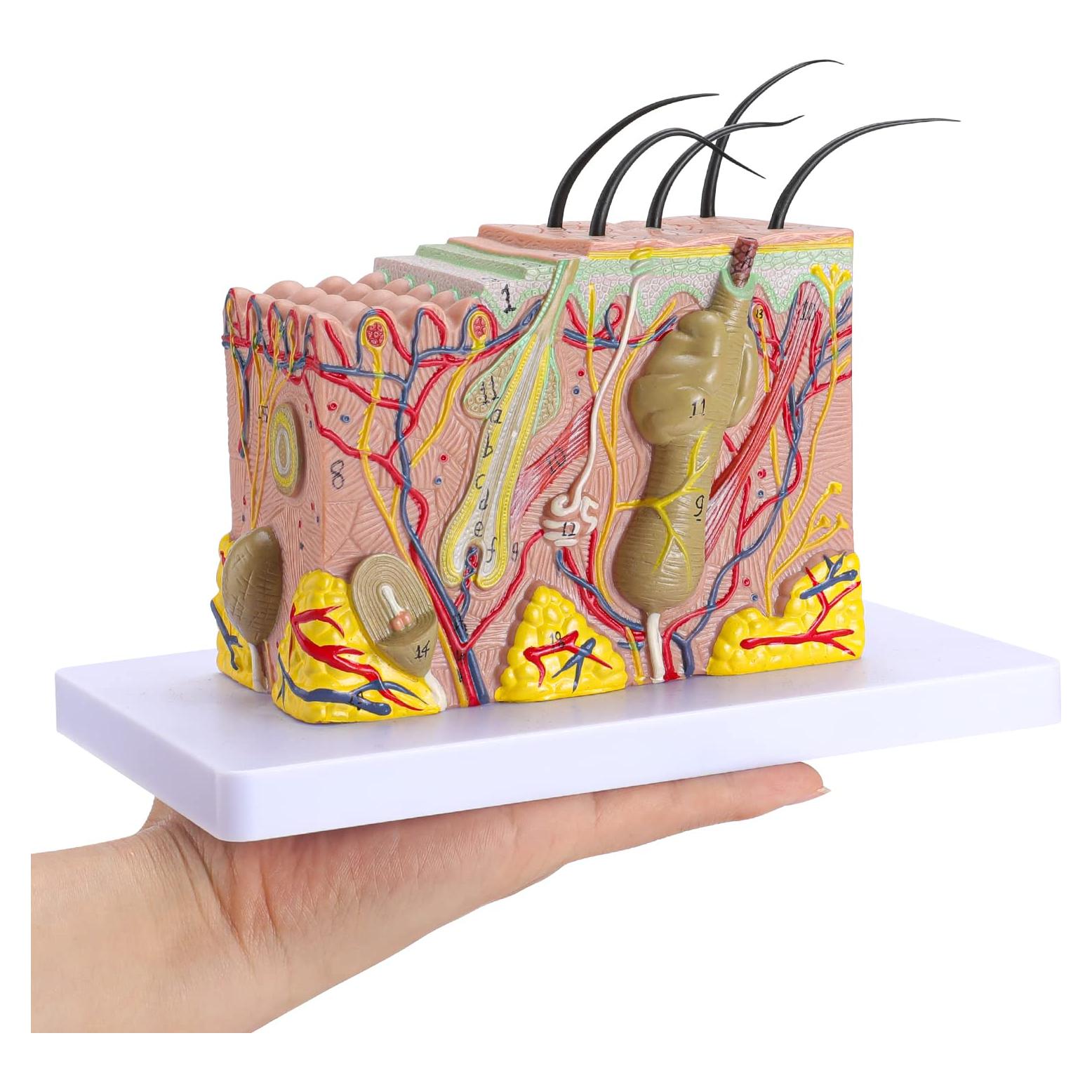 Modelo Anatómico de Piel Humana 35x Faruijie 20x12x12 cm