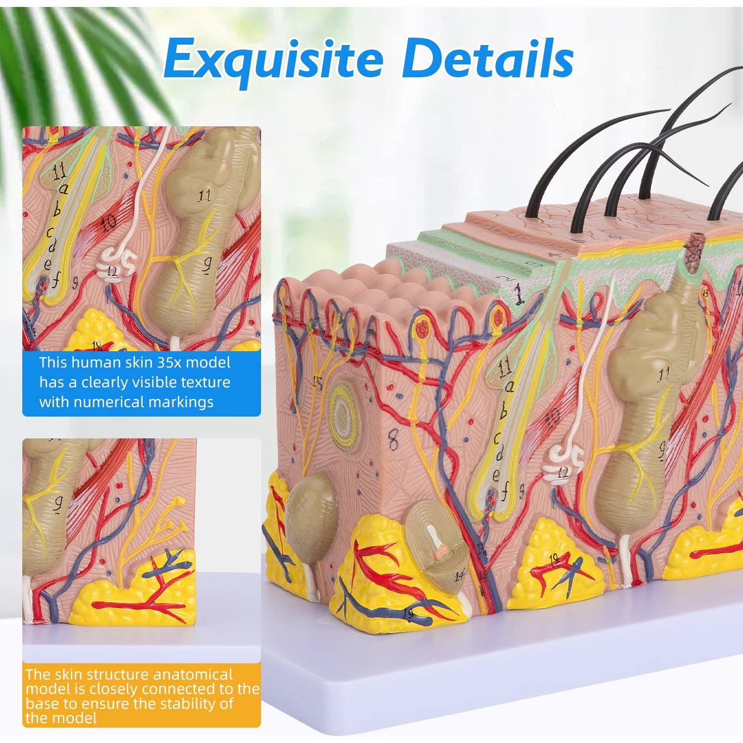Modelo Anatómico de Piel Humana 35x Faruijie 20x12x12 cm