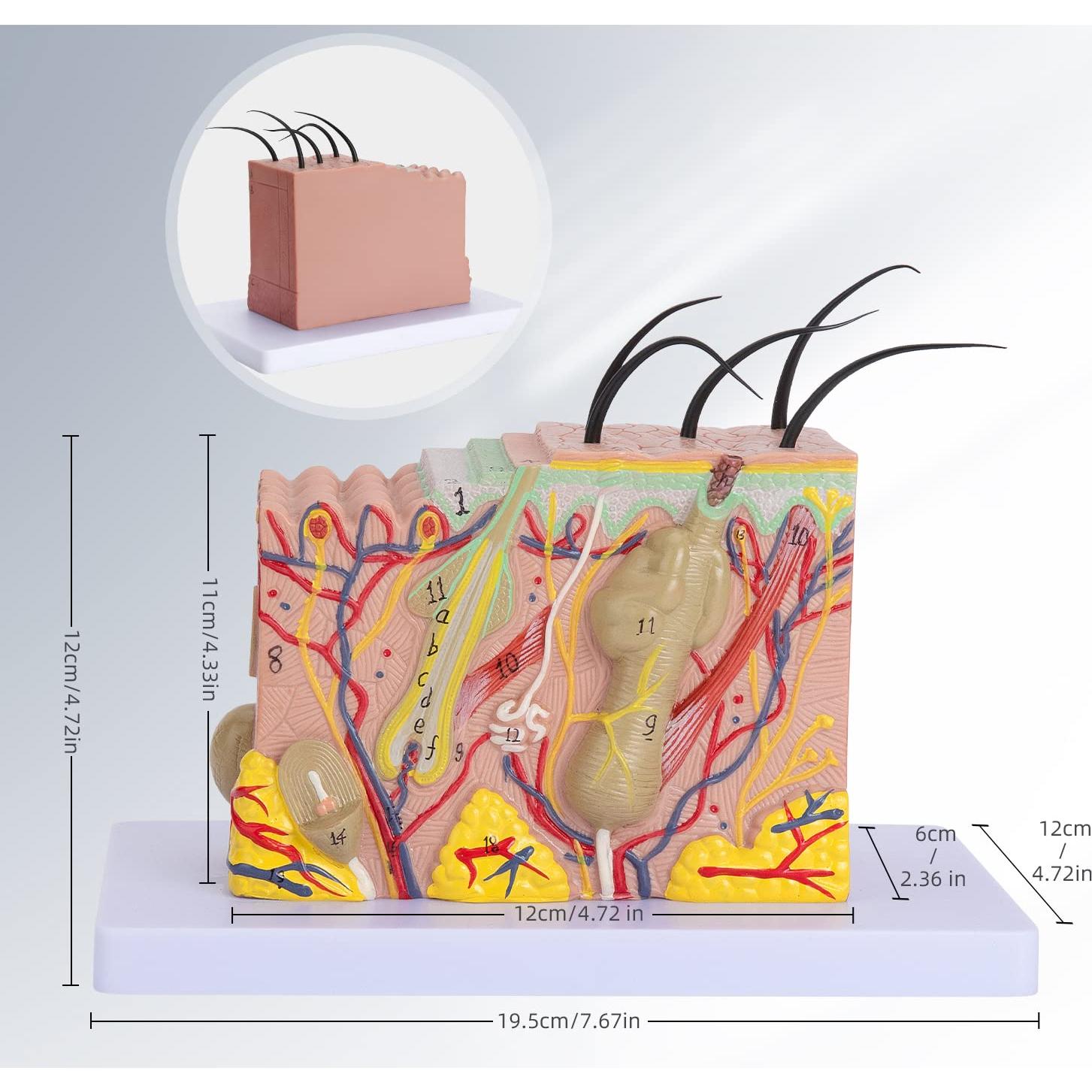 Modelo Anatómico de Piel Humana 35x Faruijie 20x12x12 cm
