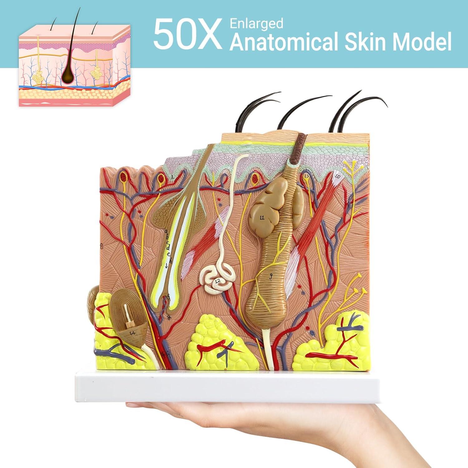 Modelo de Anatomía de Piel 3D Merinden 50X con Base Estable