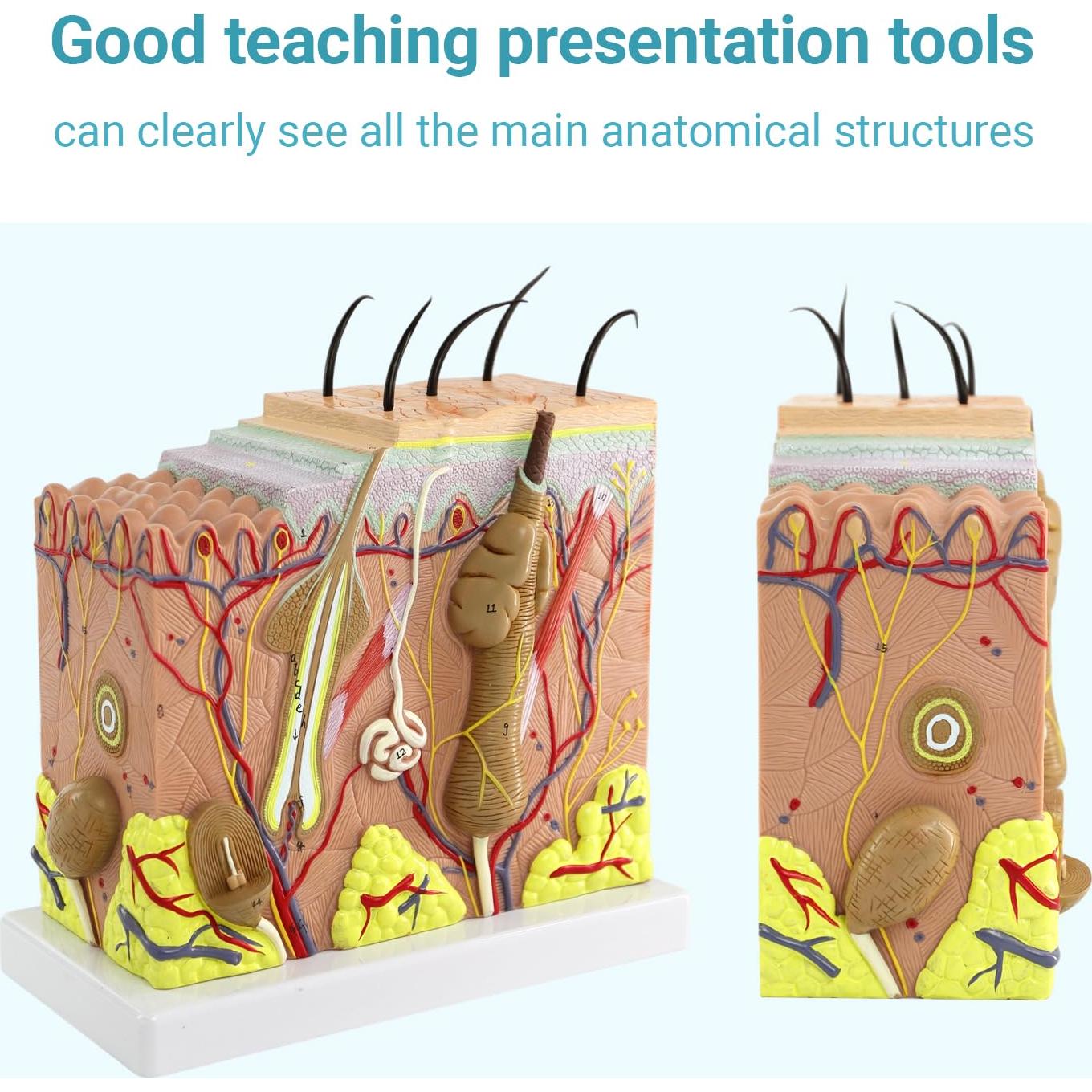 Modelo de Anatomía de Piel 3D Merinden 50X con Base Estable