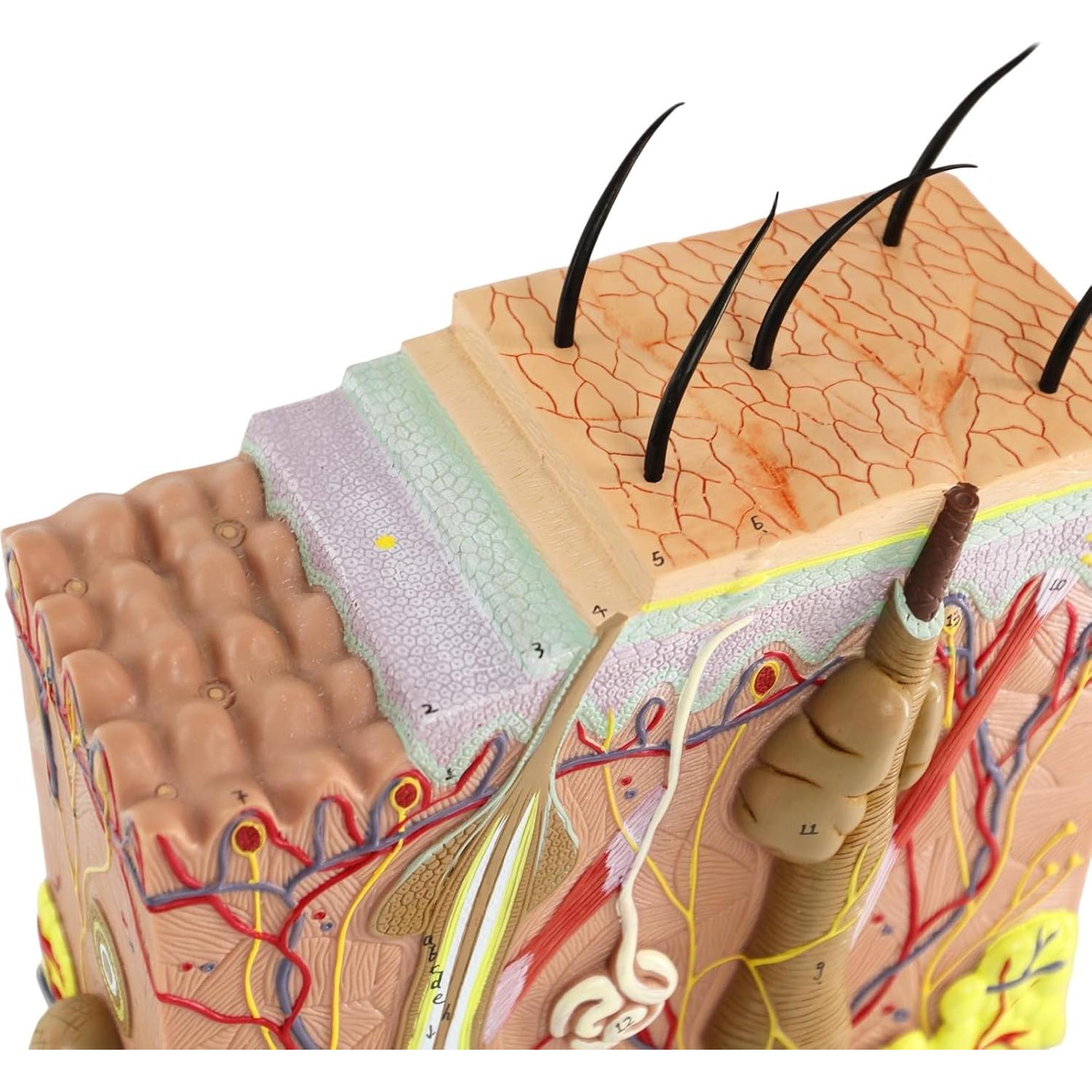 Modelo de Anatomía de Piel 3D Merinden 50X con Base Estable