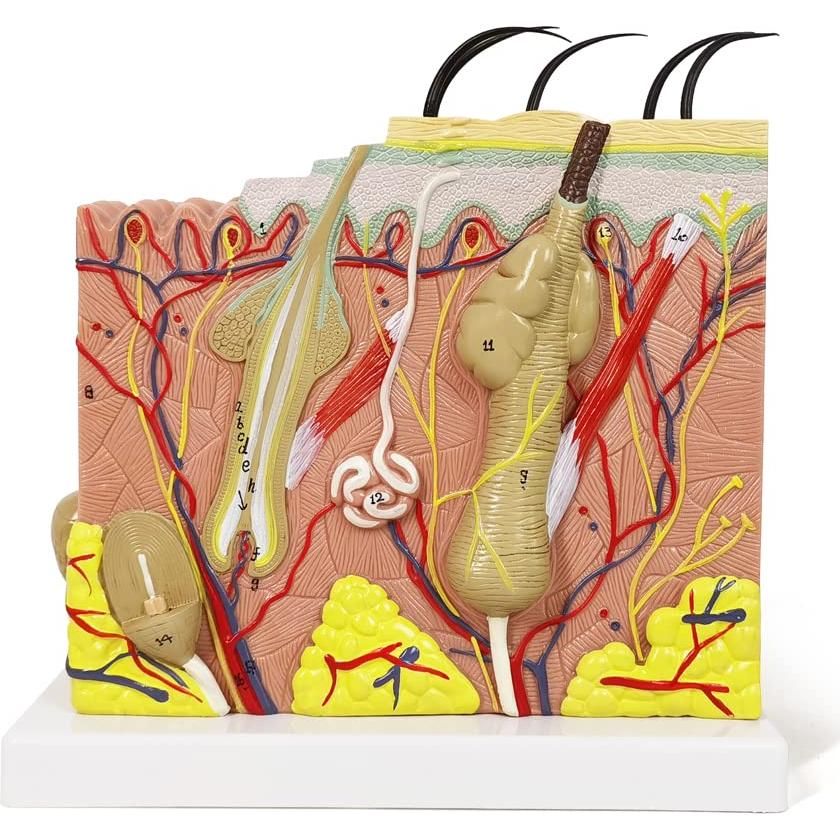 Modelo Anatómico de Piel Benilev 50X para Aula de Ciencias
