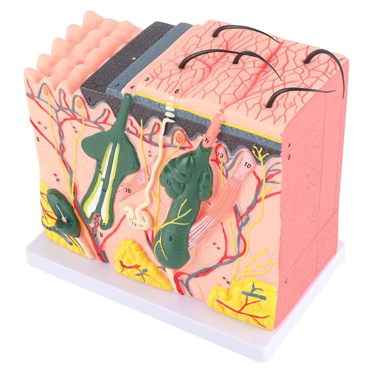 Modelo 3D de Piel Humana Natudeco con 50X Ampliación