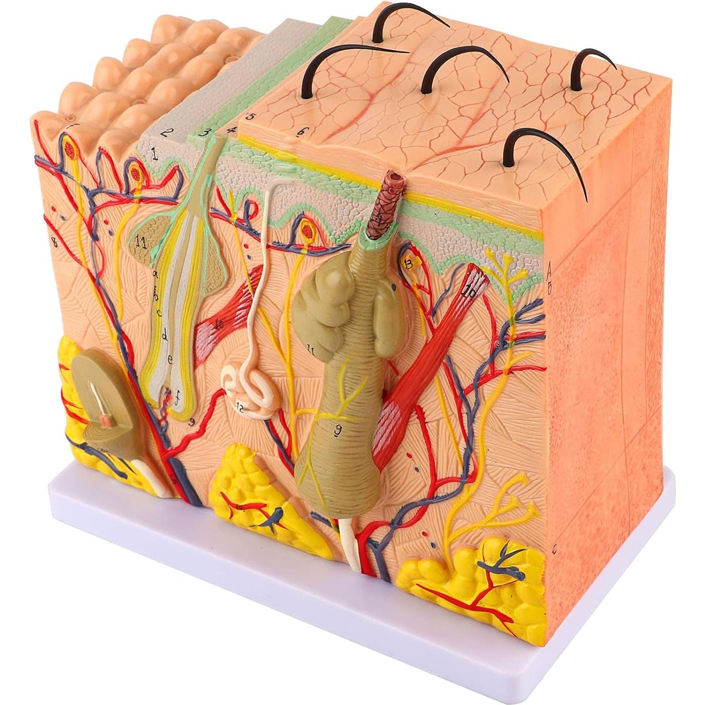 Modelo 3D de Piel Humana Natudeco con 50X Ampliación