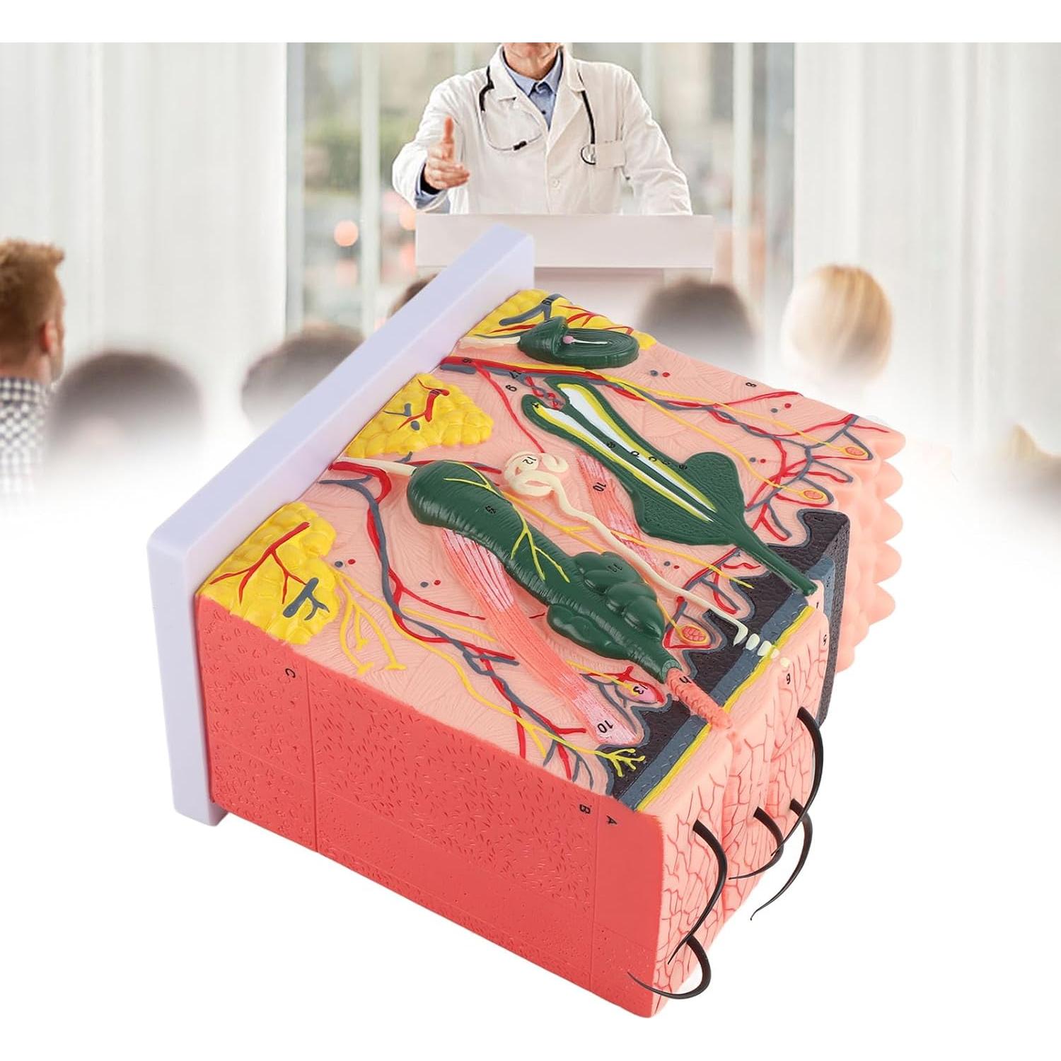 Modelo 3D de Piel Humana Natudeco con 50X Ampliación