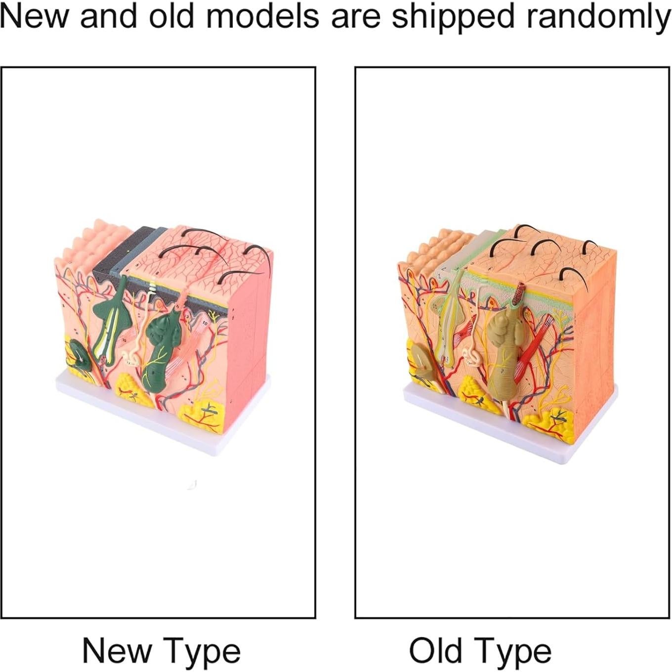 Modelo 3D de Piel Humana Natudeco con 50X Ampliación