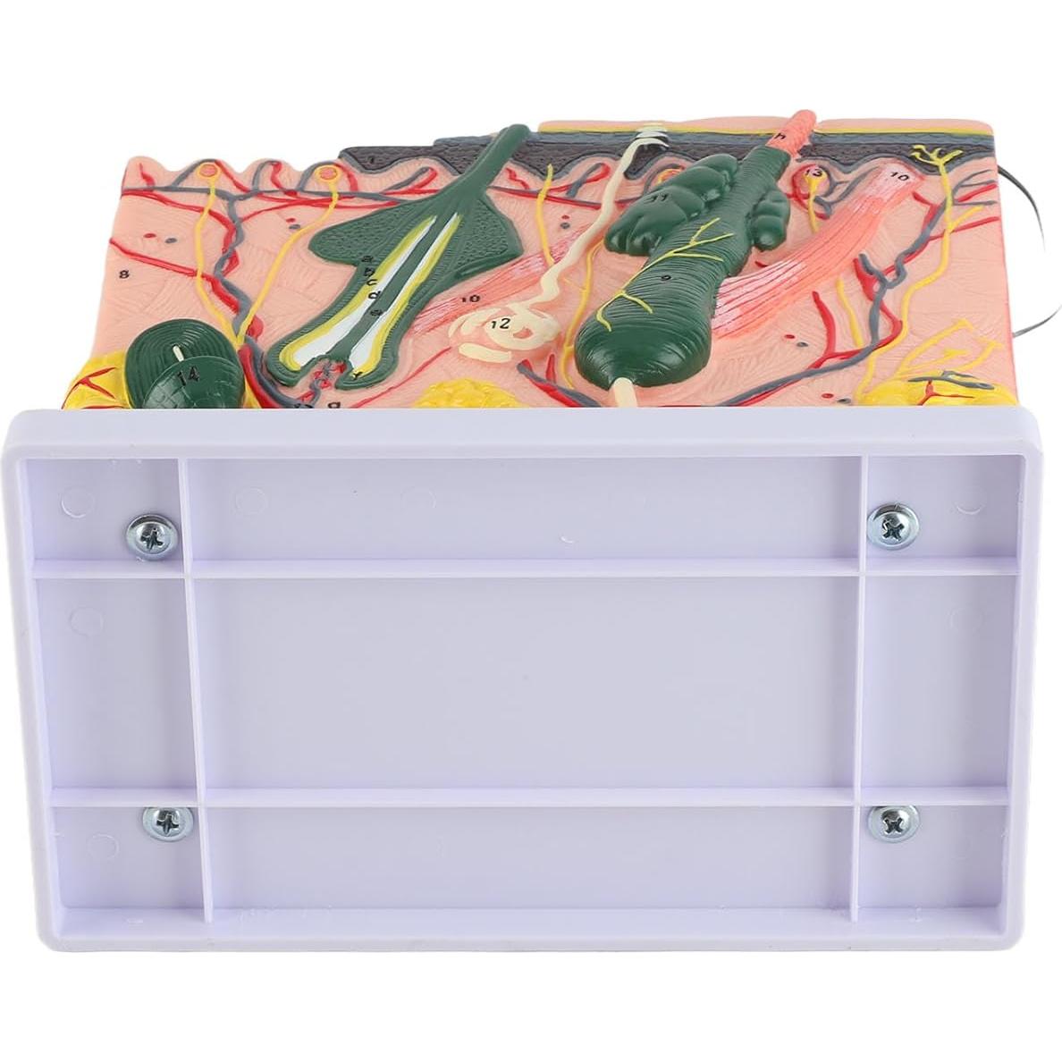 Modelo 3D de Piel Humana Natudeco con 50X Ampliación