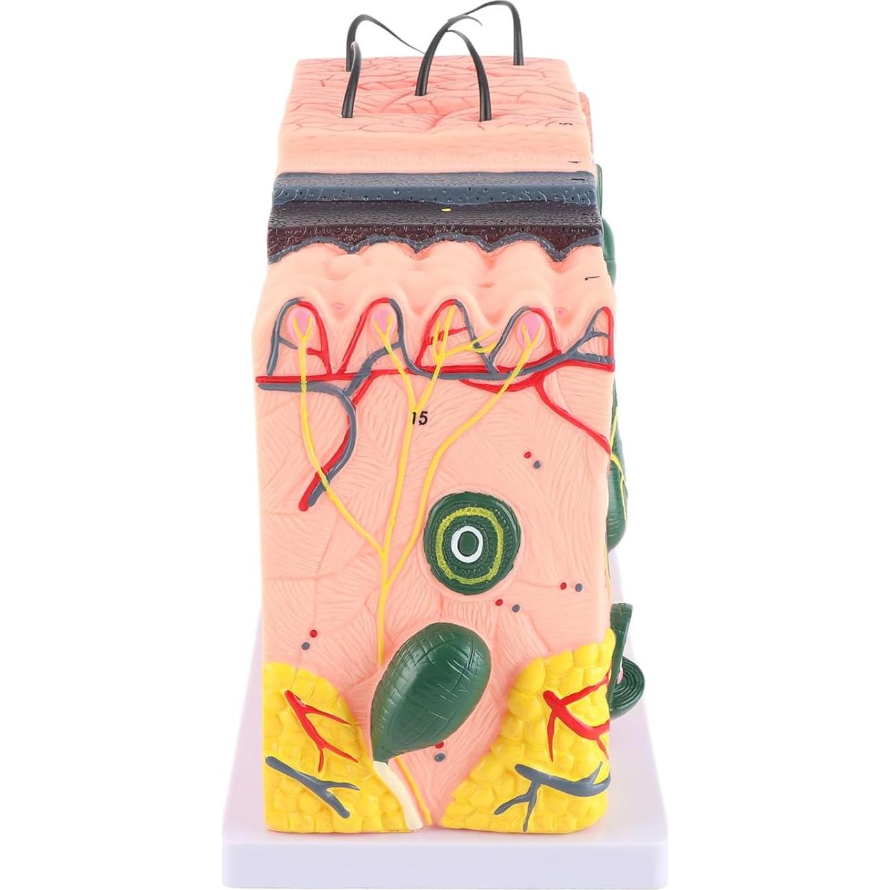 Modelo 3D de Piel Humana Natudeco con 50X Ampliación