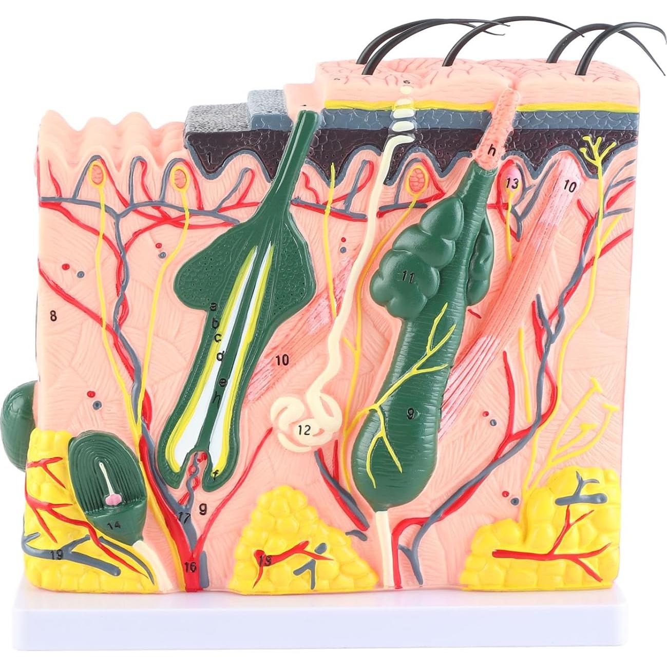 Modelo 3D de Piel Humana Natudeco con 50X Ampliación