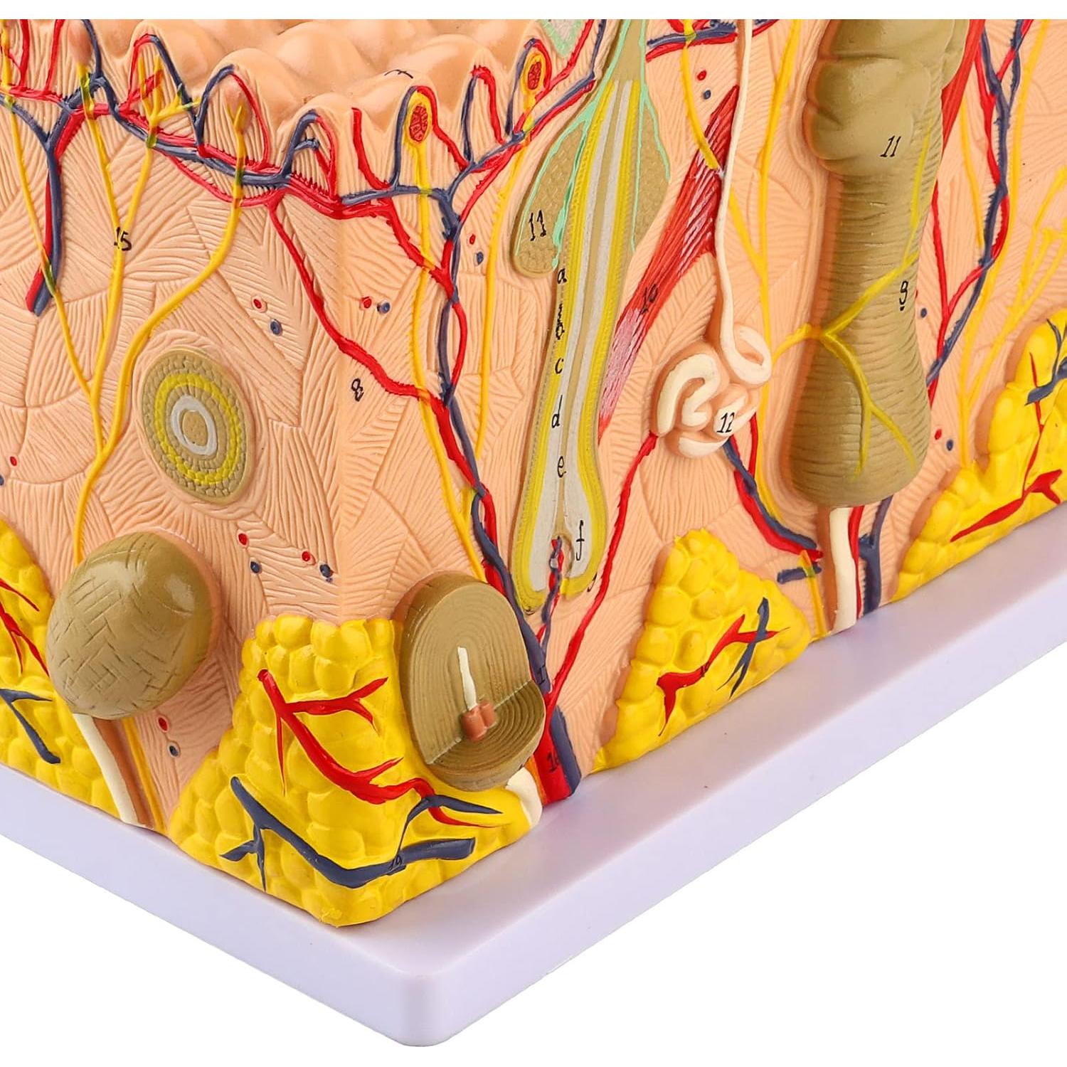 Modelo 3D de Piel Humana Natudeco con 50X Ampliación