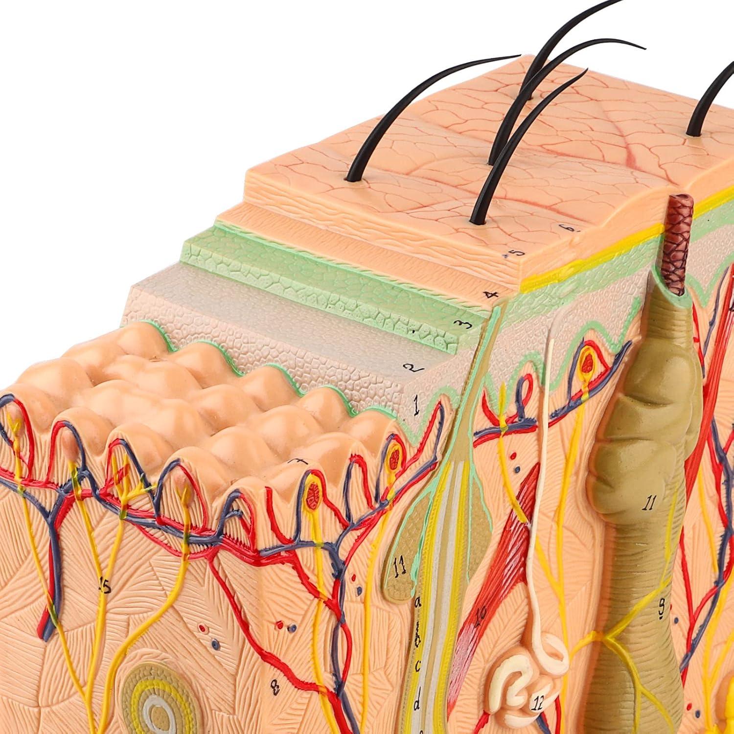 Modelo 3D de Piel Humana Natudeco con 50X Ampliación