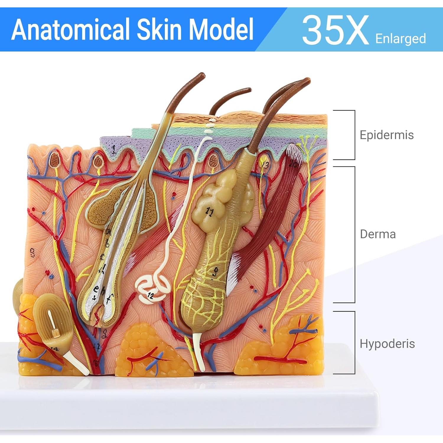 Modelo de Anatomía de Piel 3D Ampliado 35X Merinden