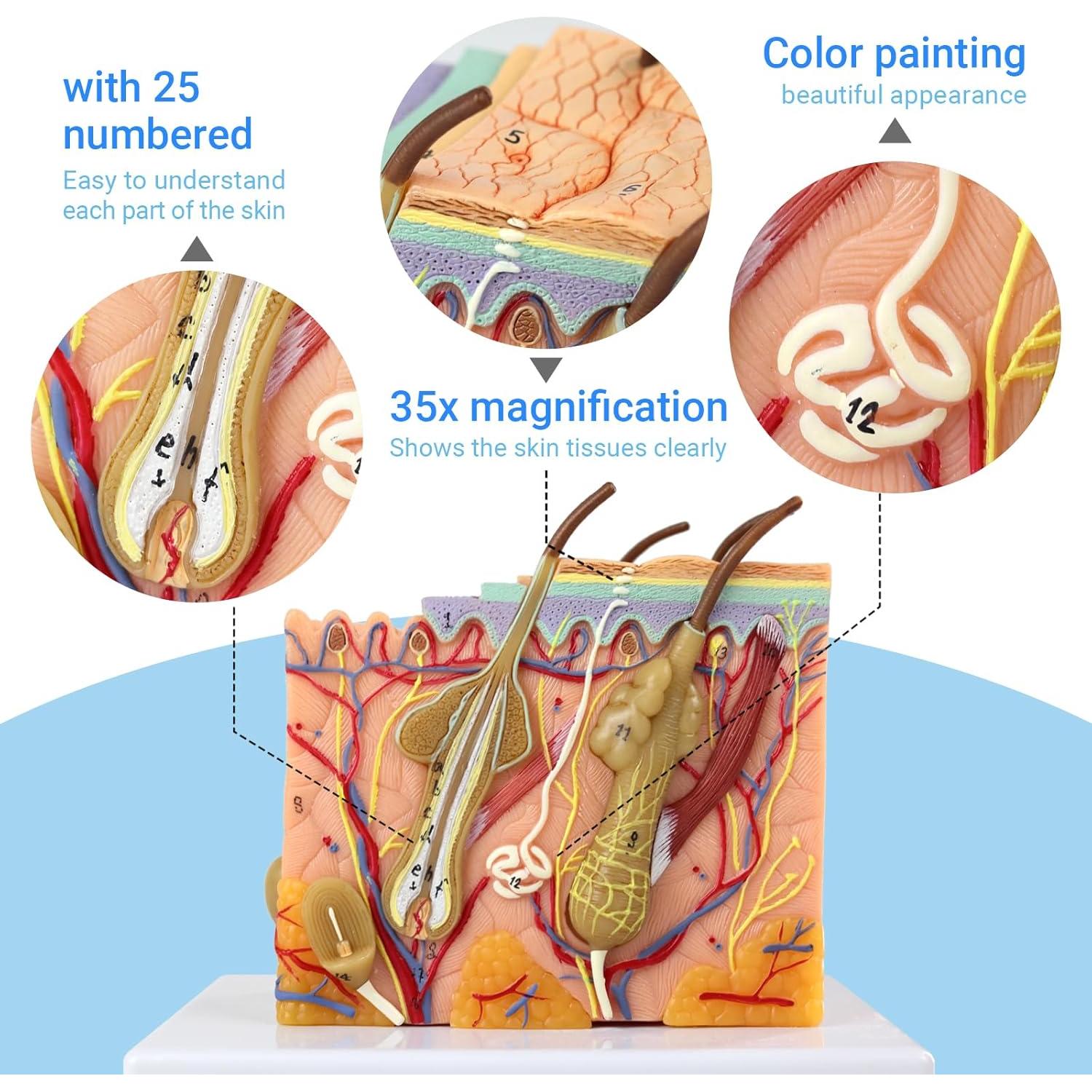 Modelo de Anatomía de Piel 3D Ampliado 35X Merinden