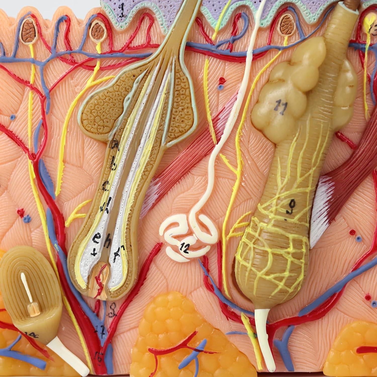 Modelo de Anatomía de Piel 3D Ampliado 35X Merinden