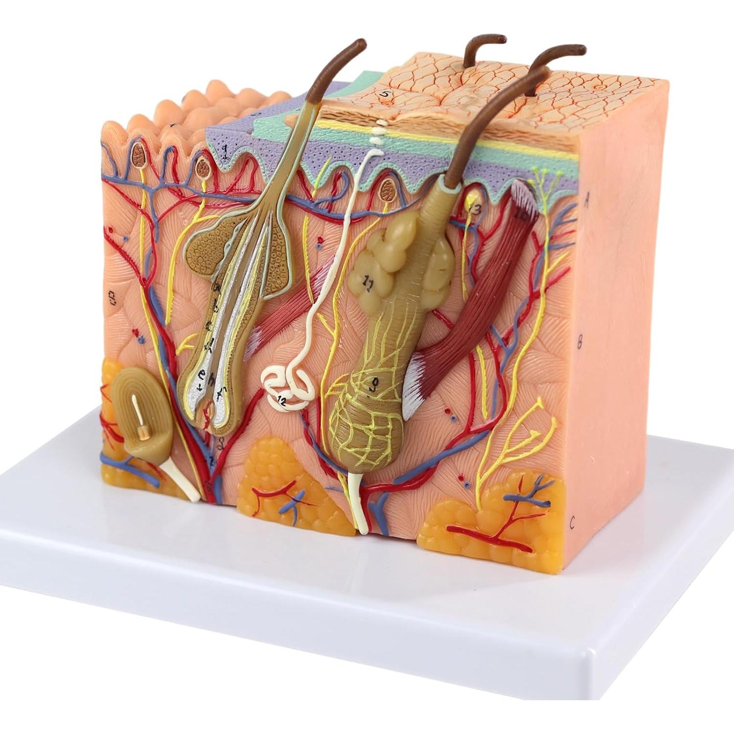 Modelo de Anatomía de Piel 3D Ampliado 35X Merinden