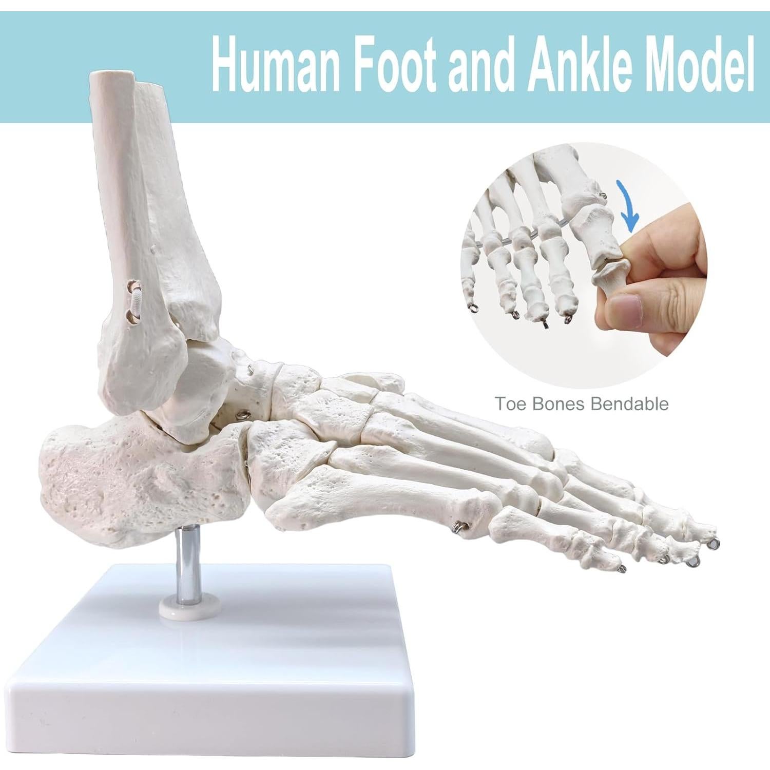 Modelo Anatómico del Pie y Tobillo Merinden a Tamaño Real