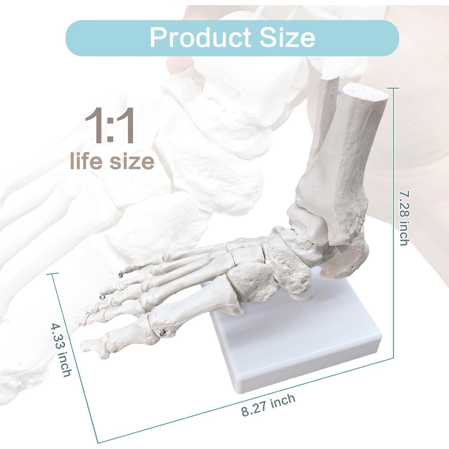 Modelo Anatómico del Pie y Tobillo Merinden a Tamaño Real