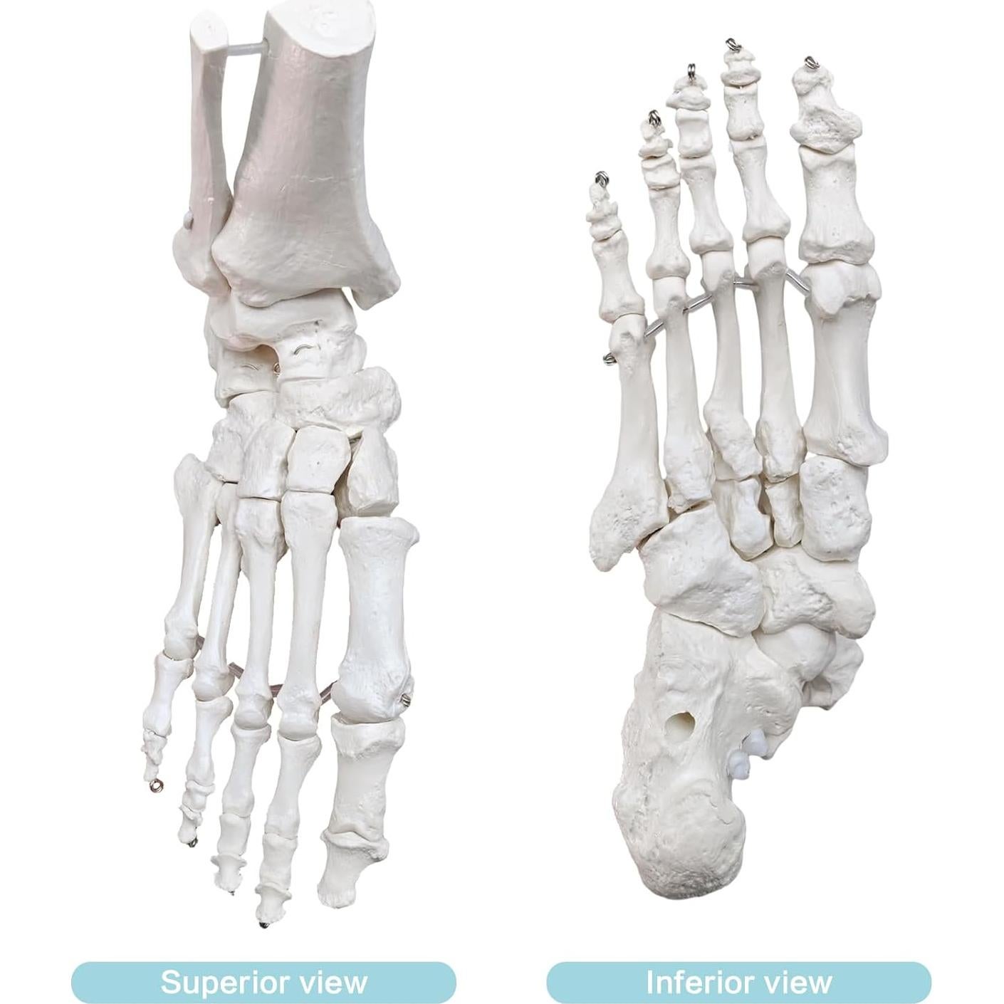 Modelo Anatómico del Pie y Tobillo Merinden a Tamaño Real