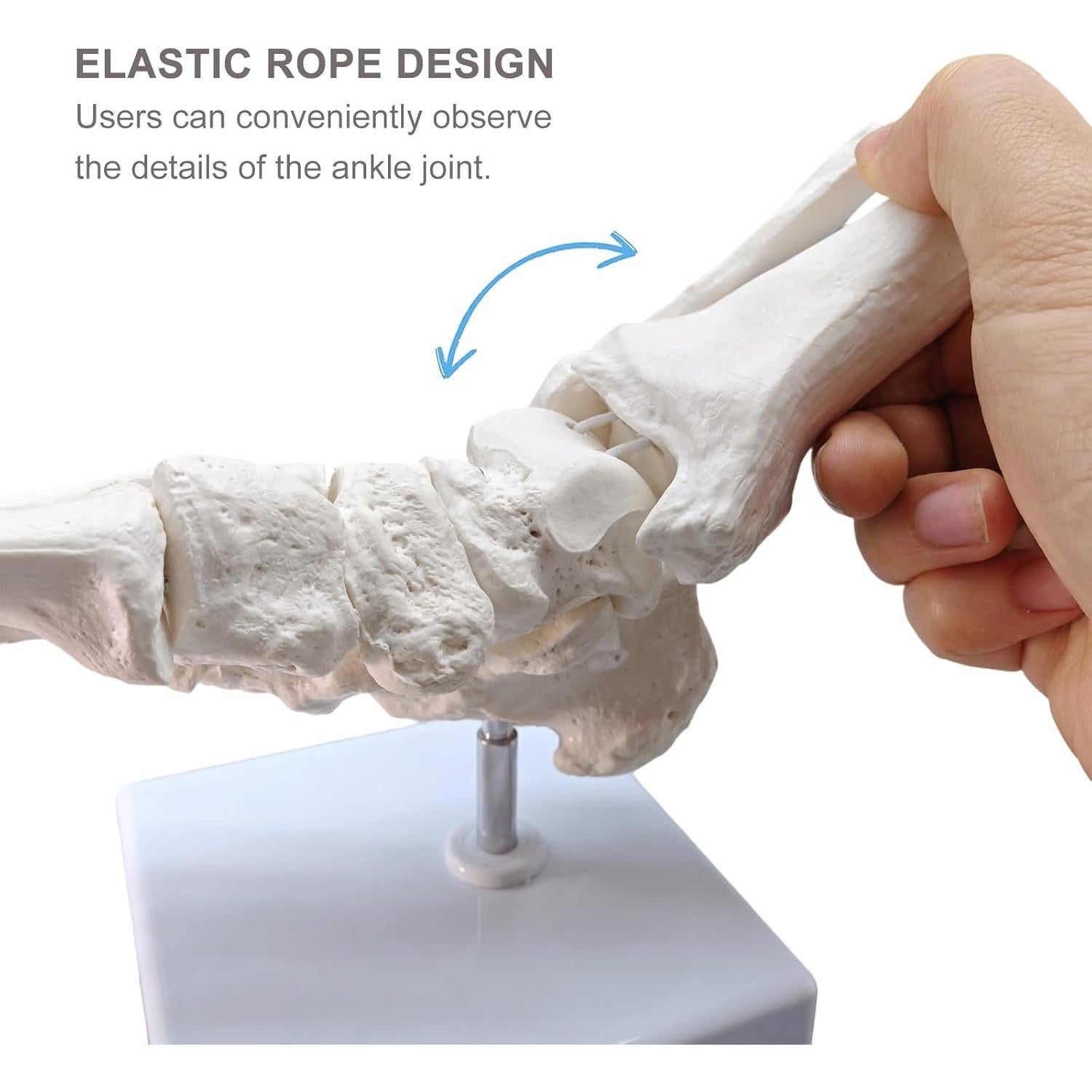 Modelo Anatómico del Pie y Tobillo Merinden a Tamaño Real