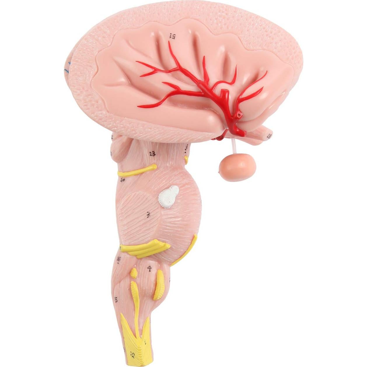 Modelo Anatómico Tronco Encefálico Ampliado Axis Scientific 2 Piezas