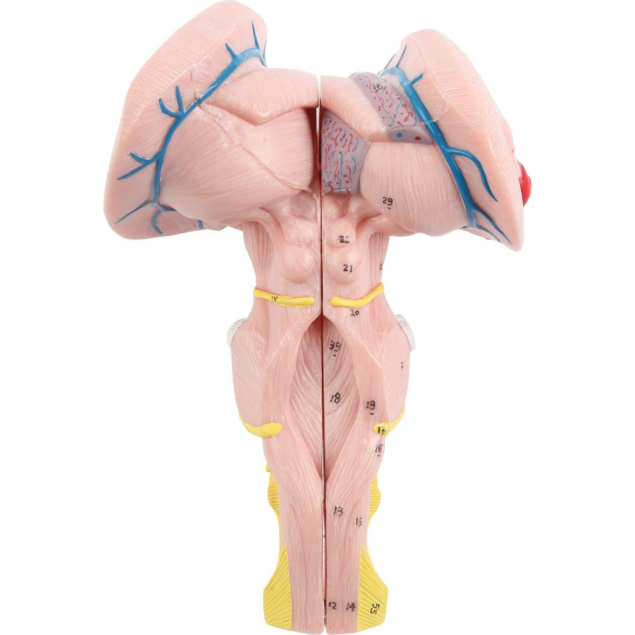 Modelo Anatómico Tronco Encefálico Ampliado Axis Scientific 2 Piezas