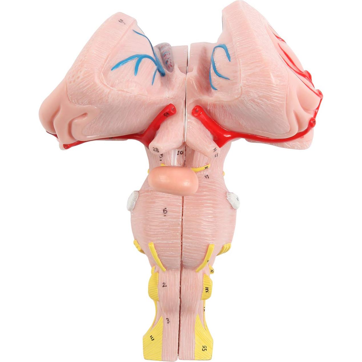 Modelo Anatómico Tronco Encefálico Ampliado Axis Scientific 2 Piezas