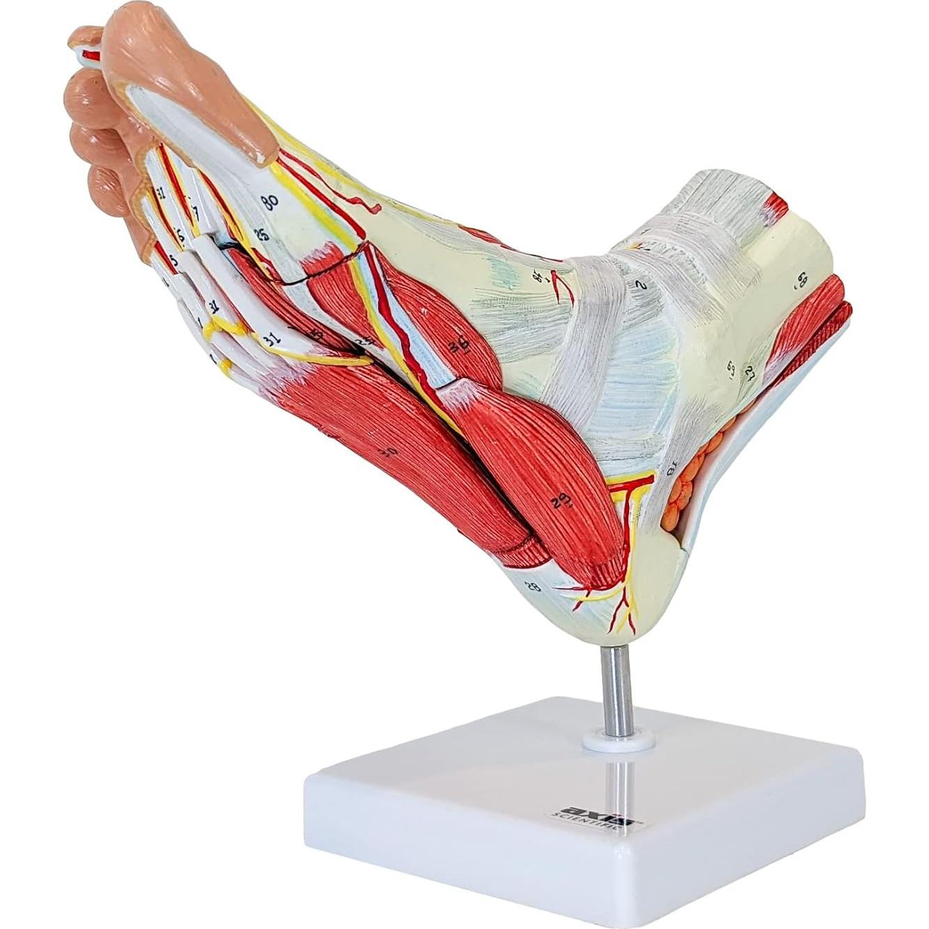 Modelo de Anatomía del Pie Axis Scientific 9 Piezas Removibles