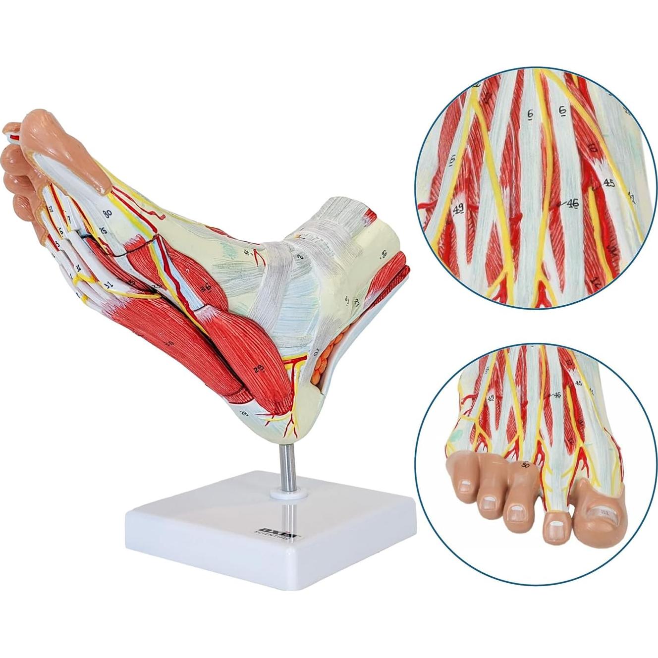 Modelo de Anatomía del Pie Axis Scientific 9 Piezas Removibles