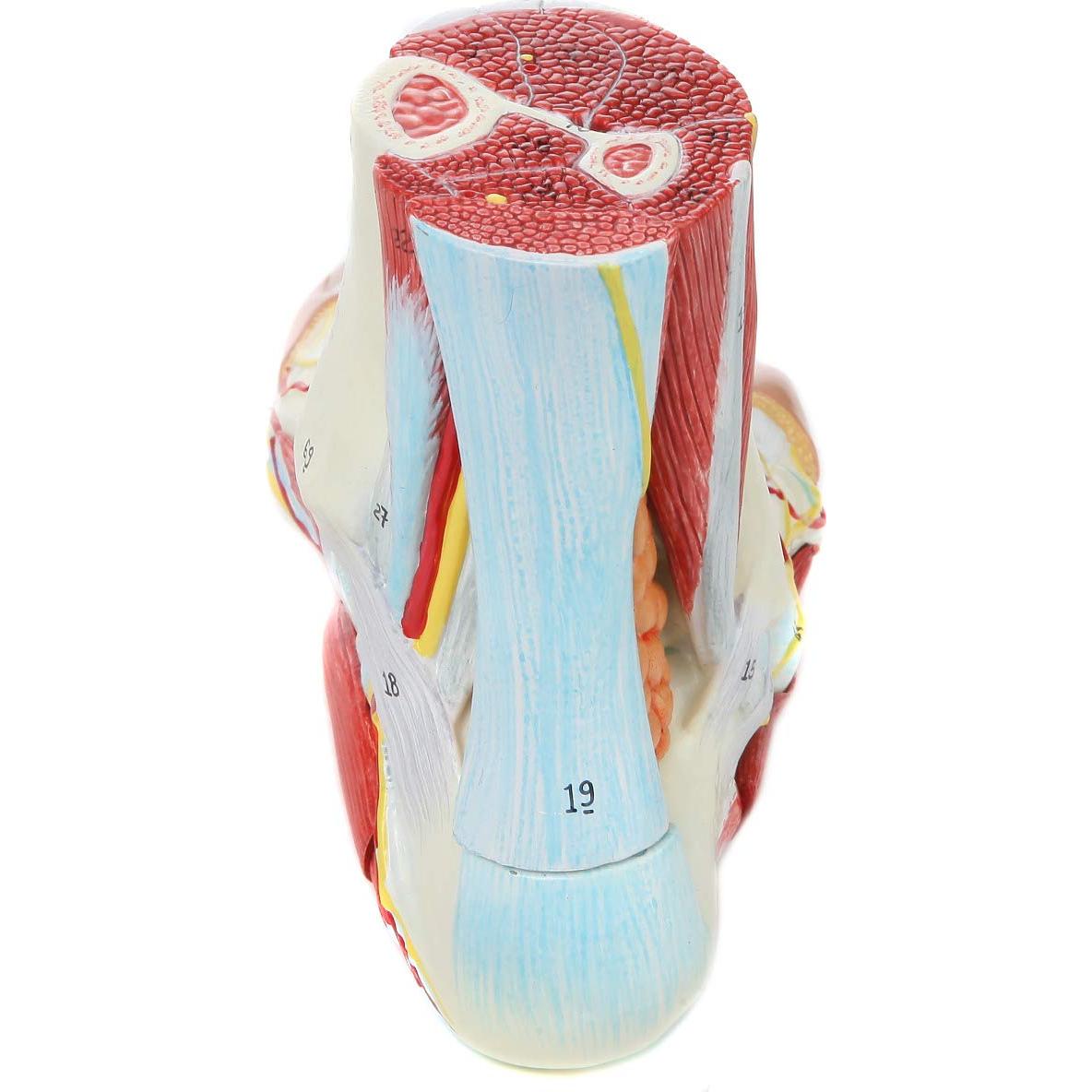 Modelo de Anatomía del Pie Axis Scientific 9 Piezas Removibles