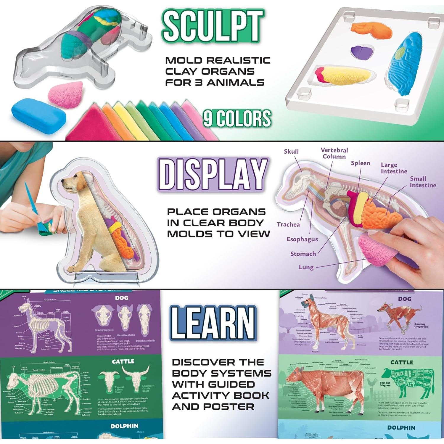 Kit de Ciencia Veterinaria ArtSkills para Niños 8+ Anatomía Animal