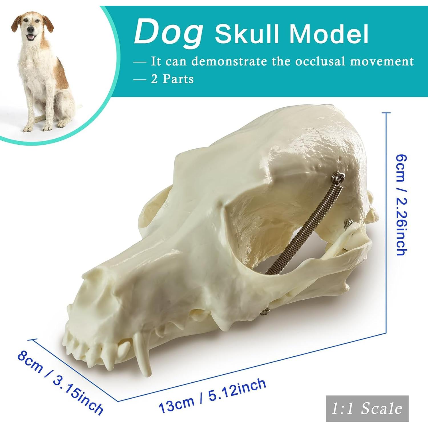 Juego de Cráneos de Animales MediTrainer - Perro, Gato y Conejo