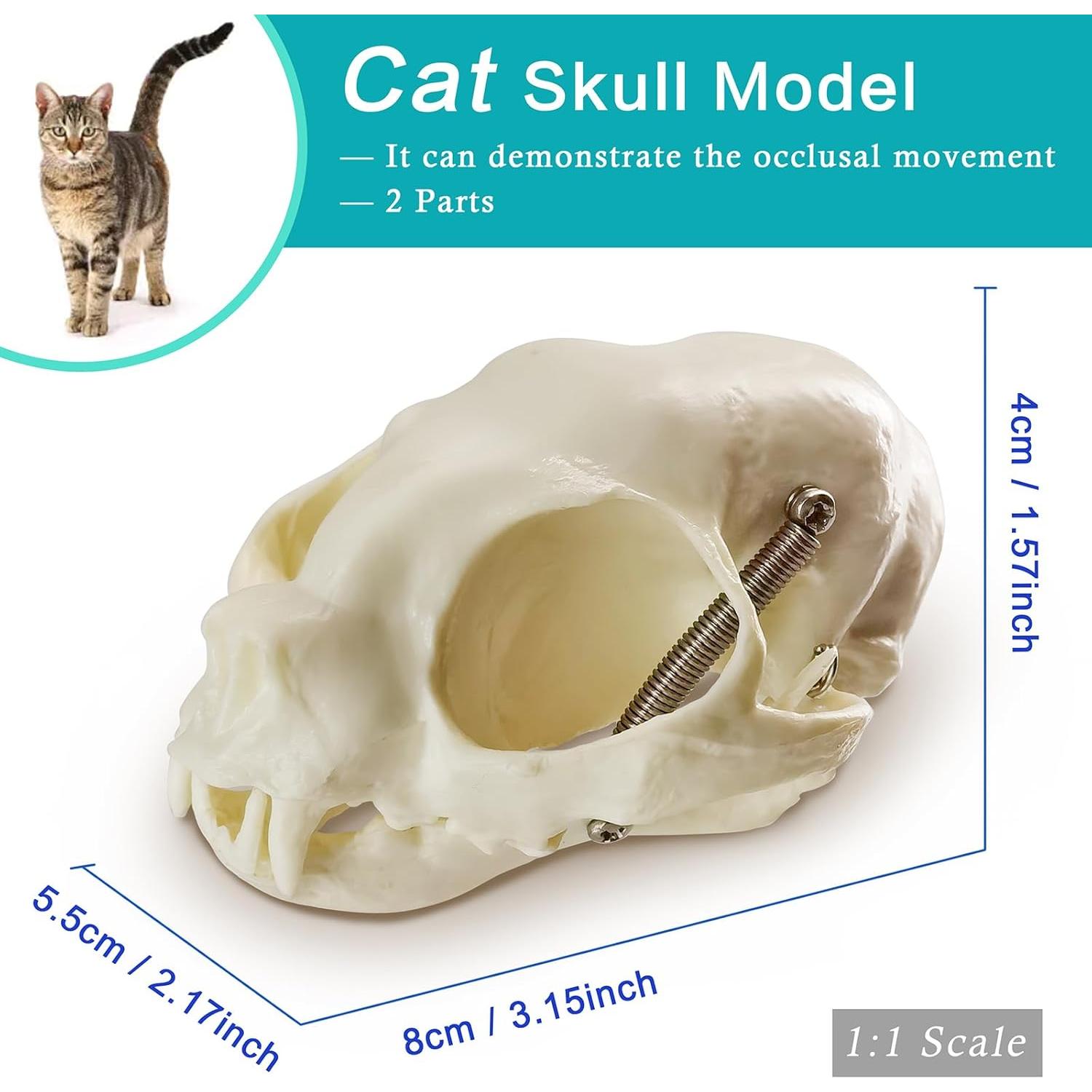 Juego de Cráneos de Animales MediTrainer - Perro, Gato y Conejo