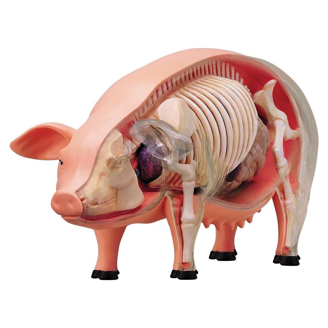 Modelo de Anatomía de Cerdo 4D TEDCO 26102 - Juguete Educativo