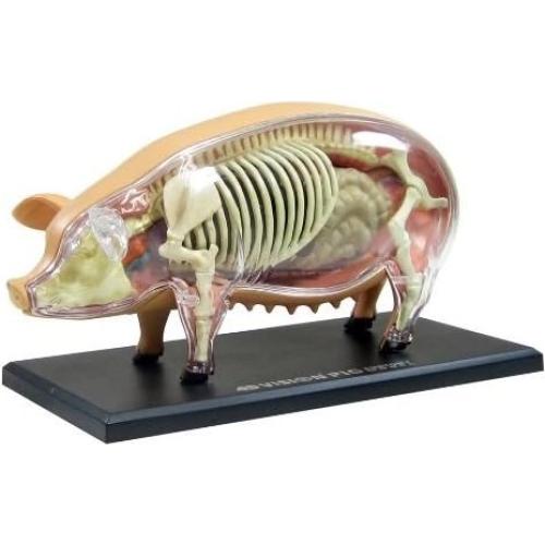 Modelo de Anatomía de Cerdo 4D TEDCO 26102 - Juguete Educativo