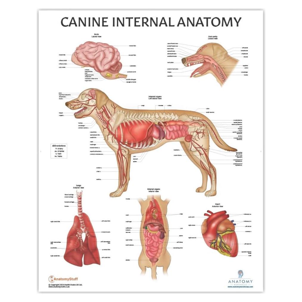 Póster de Anatomía Interna Canina Laminado 43.9x57.2cm