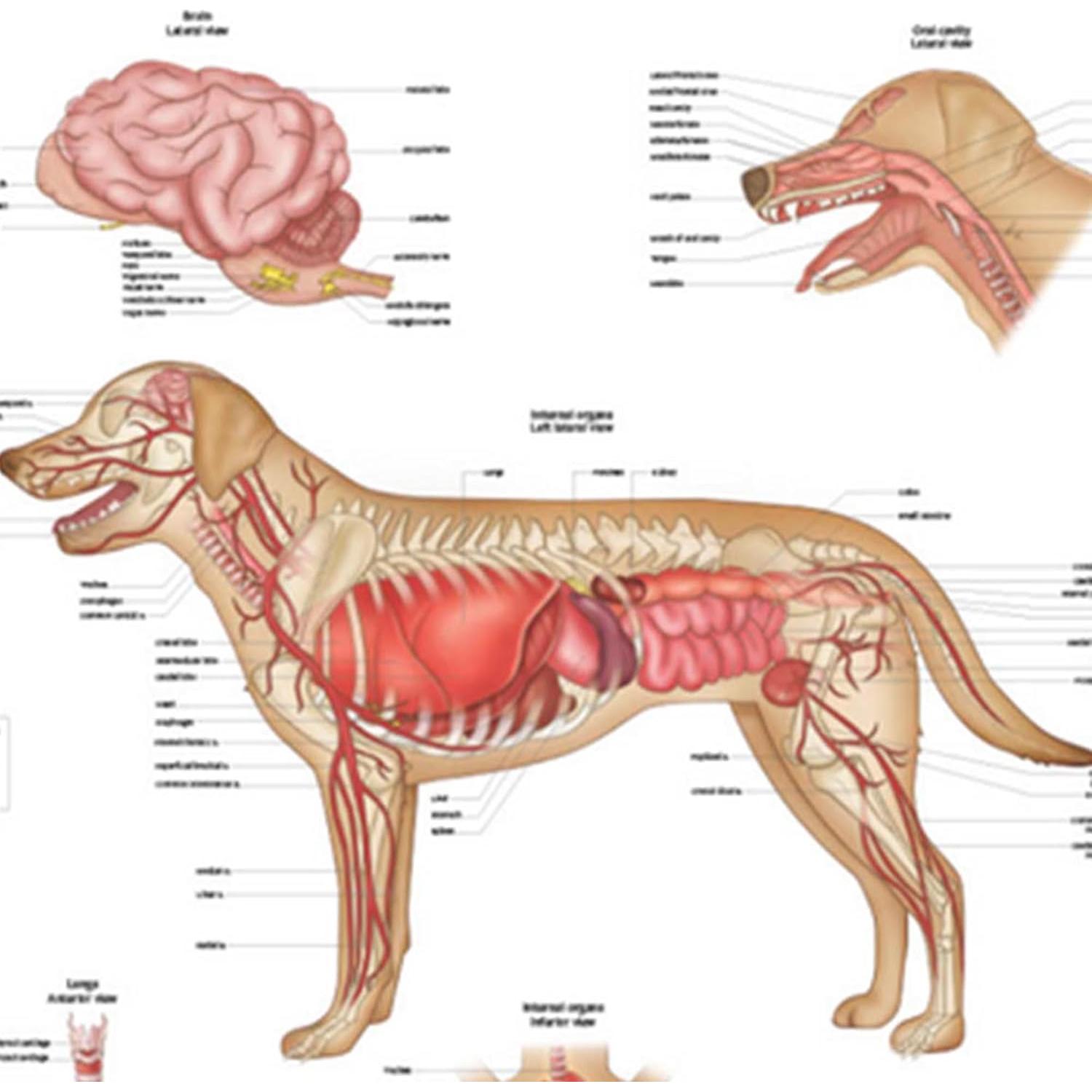 Póster de Anatomía Interna Canina Laminado 43.9x57.2cm