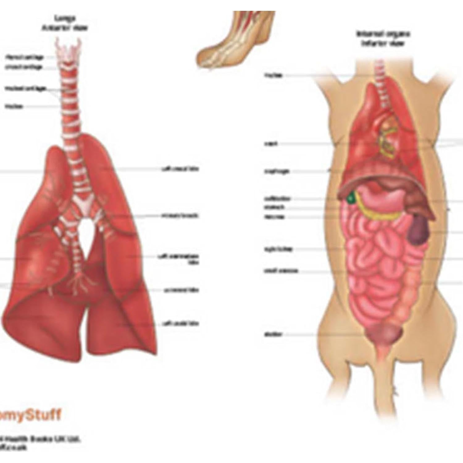 Póster de Anatomía Interna Canina Laminado 43.9x57.2cm
