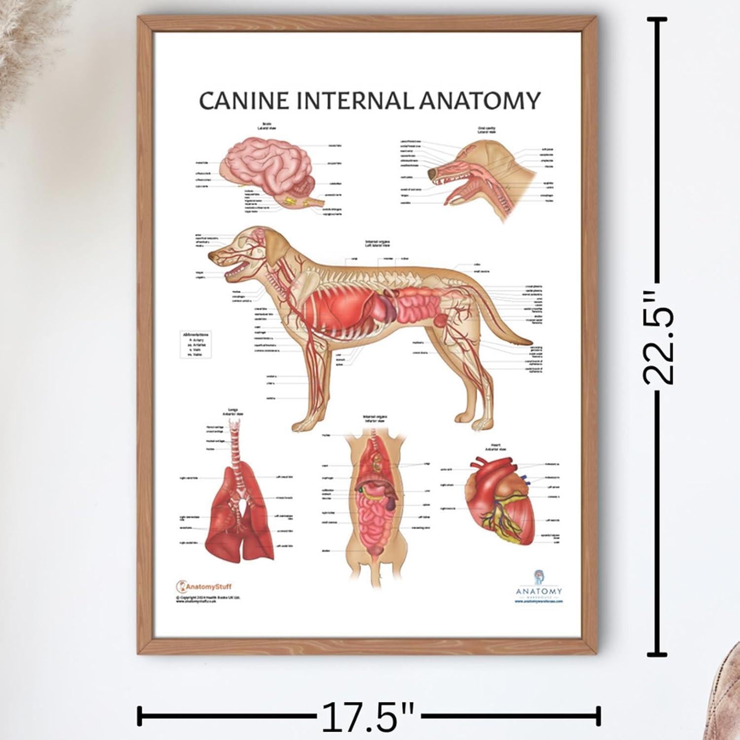 Póster de Anatomía Interna Canina Laminado 43.9x57.2cm