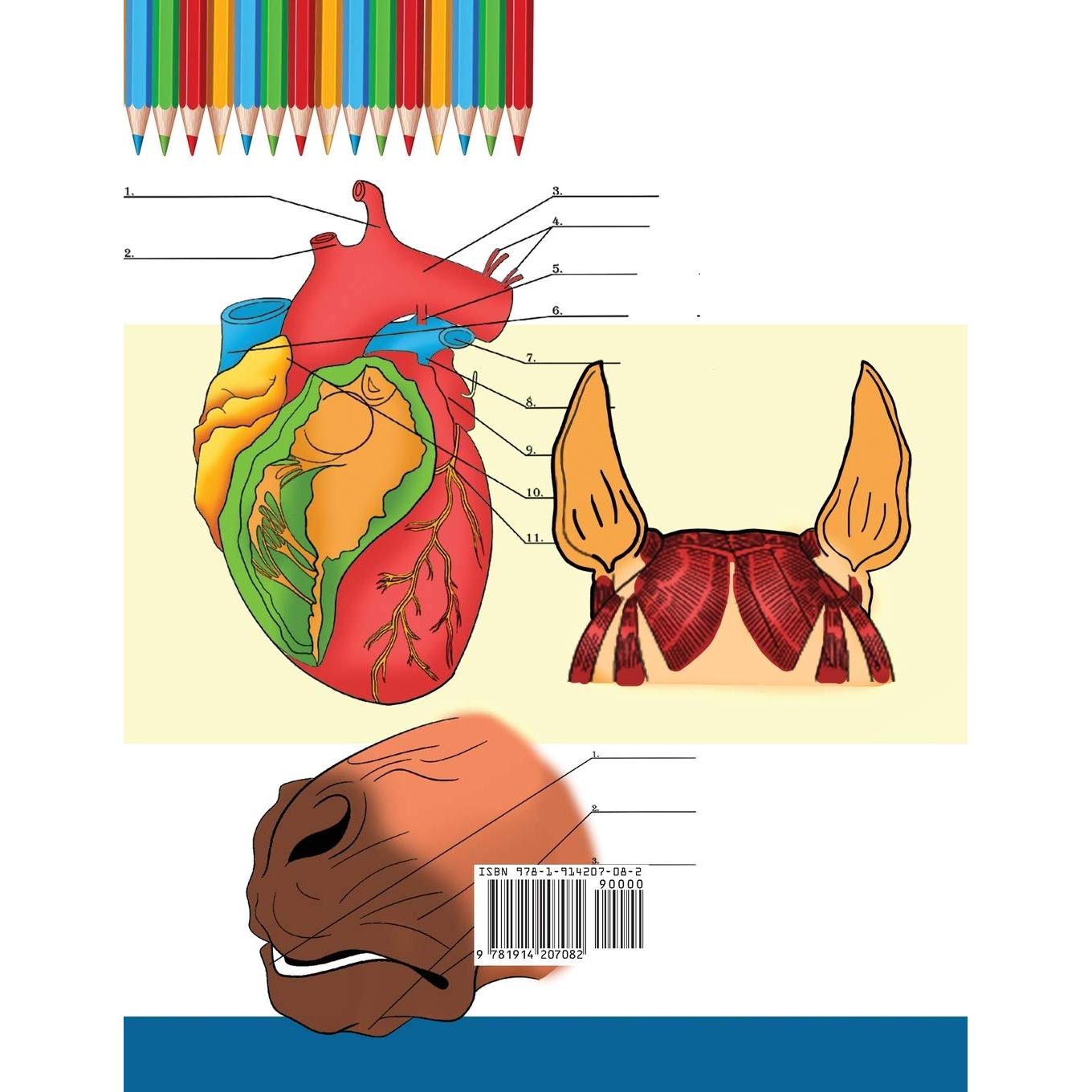 Horse + Dog Anatomy Coloring Book: 2-in-1 Compilation | Incredibly Detailed Self-Test Equine & Canine Anatomy Color workbook | Perfect Gift for Veterinary Students, Animal Lovers & Adults