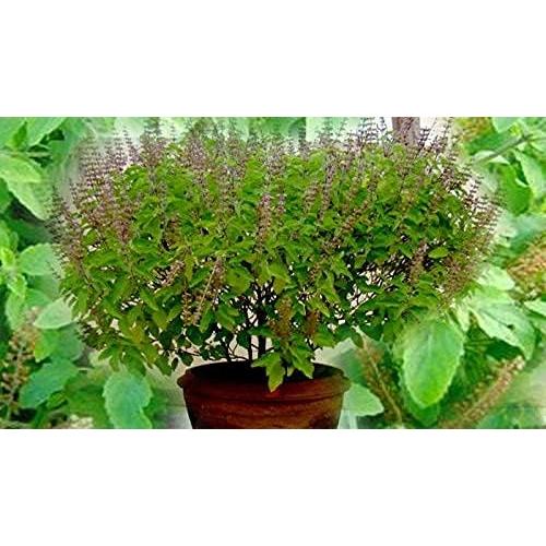 Collar Mala Tulsi de 8mm 108 cuentas Albahaca Sagrada